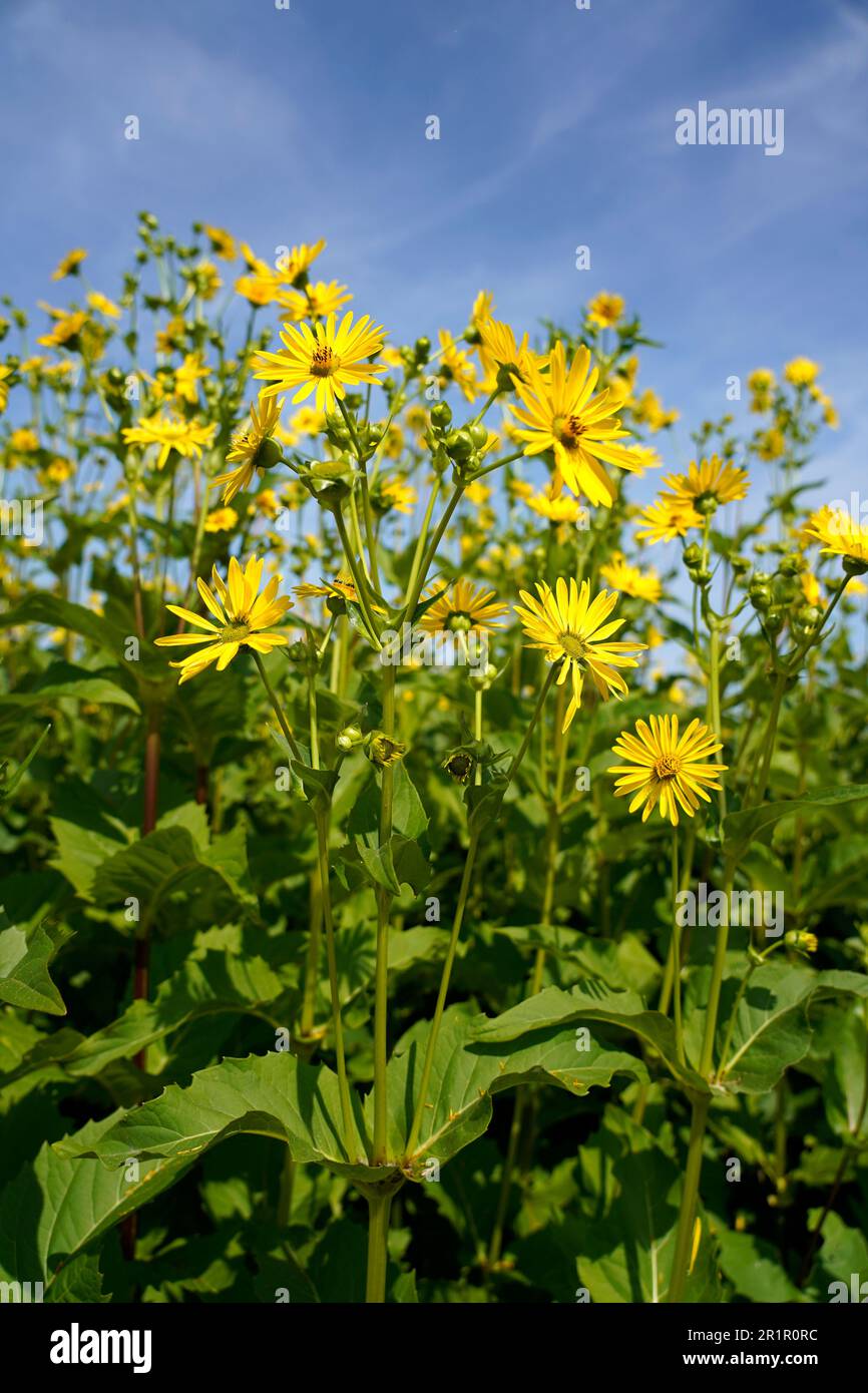 Germany, Bavaria, Upper Bavaria, Altötting district, agriculture, field, through-grown silphia, Silphium perfoliatum, crop plant, energy plant for biogas, corn substitute Stock Photo