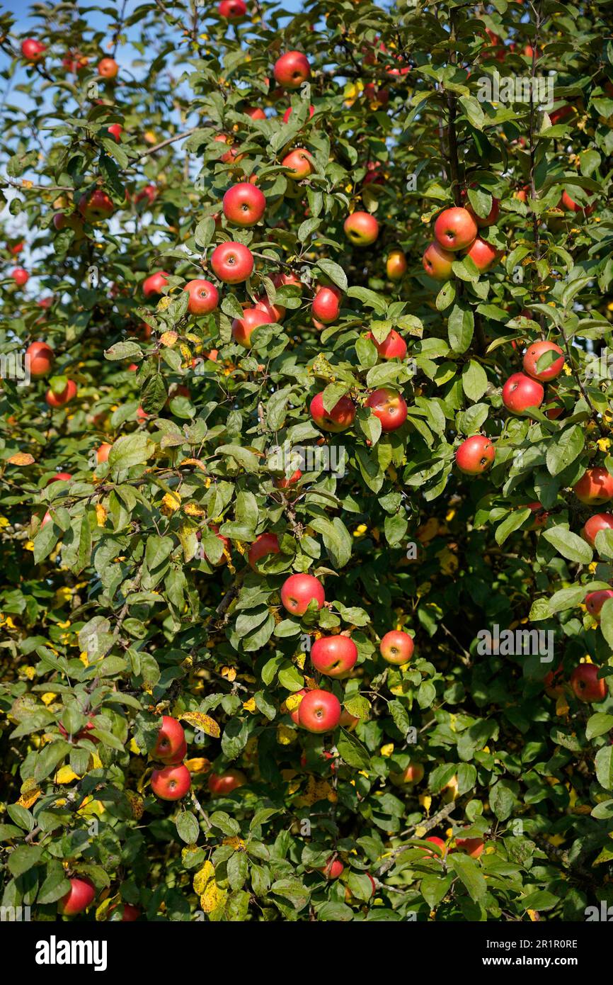 Organic apples growing on an apple tree, Bavaria, Germany, Europe Stock  Photo - Alamy