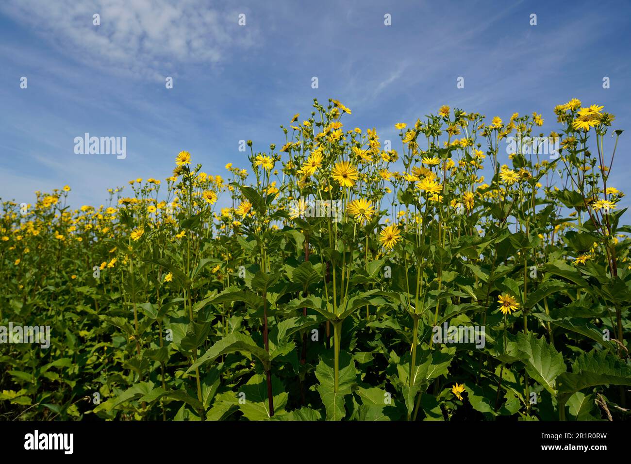 Germany, Bavaria, Upper Bavaria, Altötting district, agriculture, field, through-grown silphia, Silphium perfoliatum, crop plant, energy plant for biogas, corn substitute Stock Photo