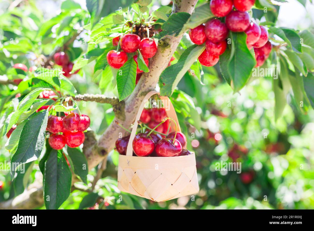 wicker basket filled with ripe cherries against background of cherry trees with cherries berries Stock Photo