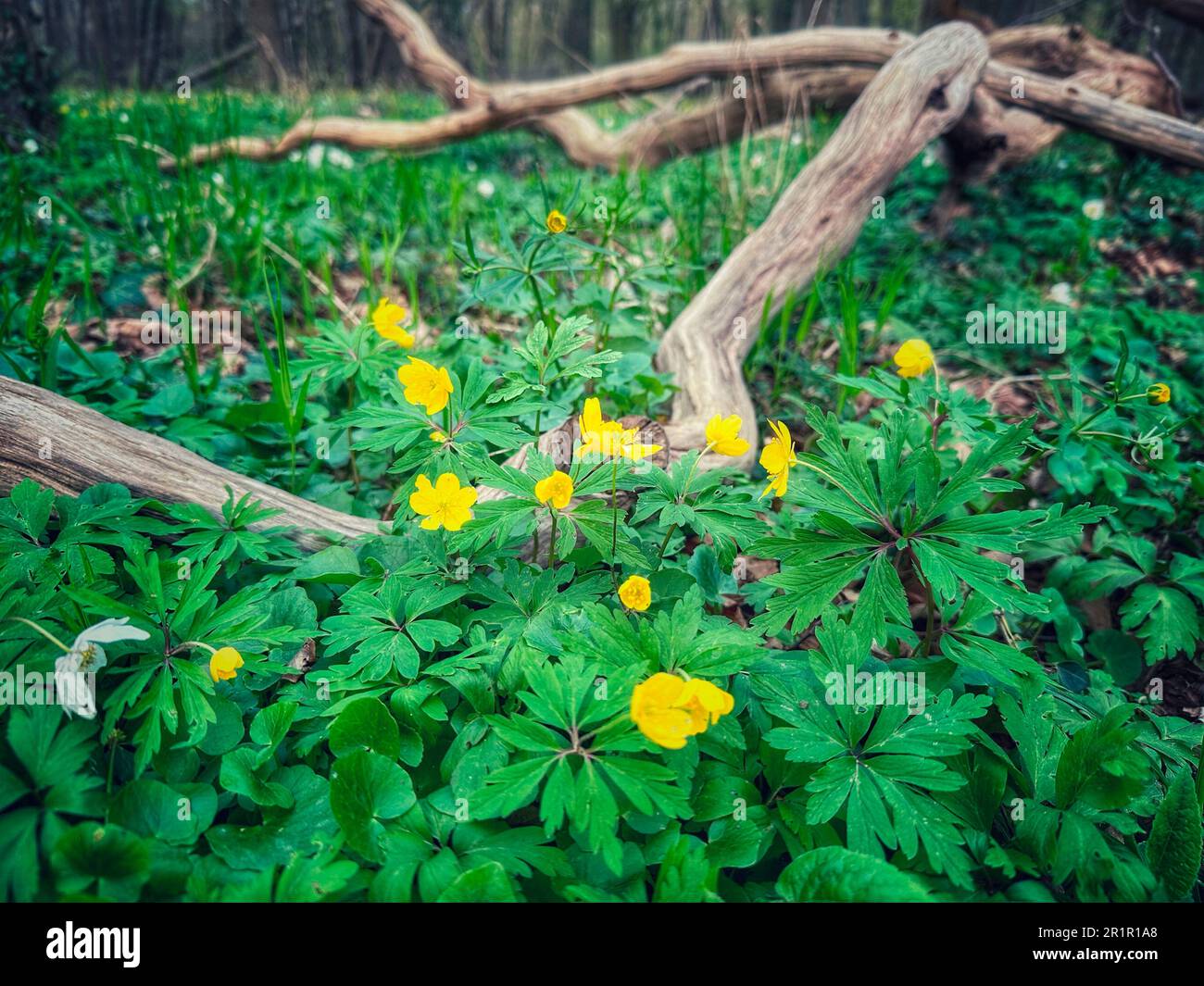 Spring messengers in the forest, yellow anemone, Anemone ranunculoides ...
