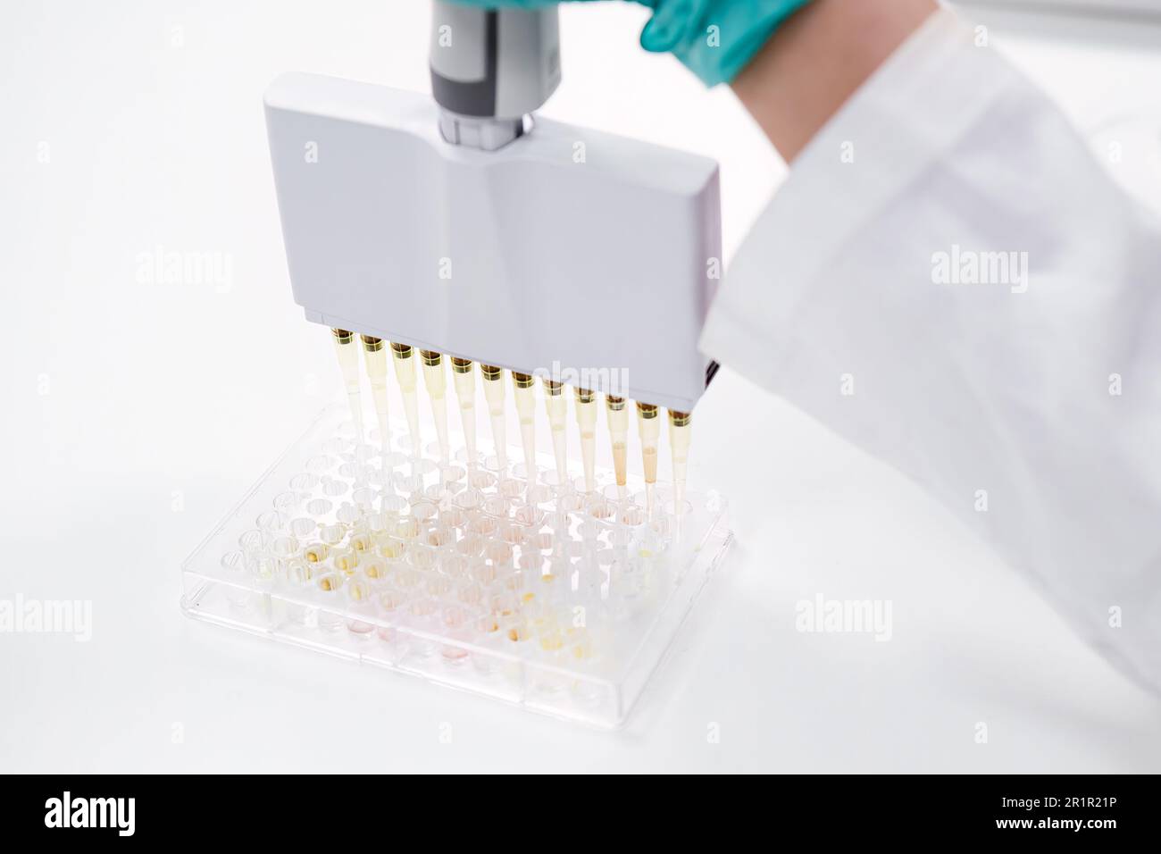 A multichannel pipette dispenser is used to load microplates for
