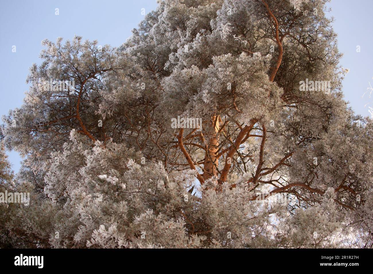 Pinus sylvestris hi-res stock photography and images - Alamy