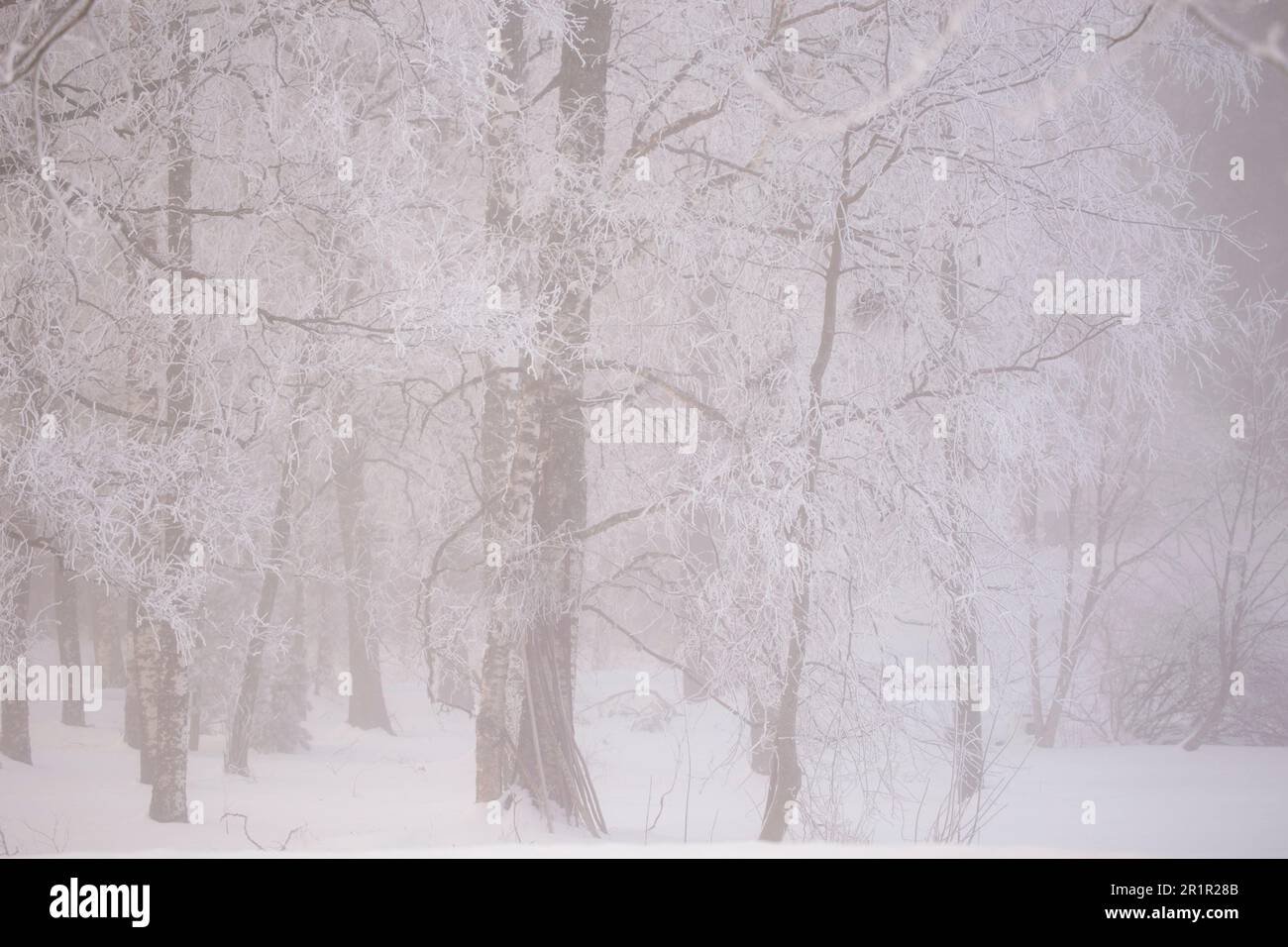 Foggy winter morning, frosty trees, winter landscape Stock Photo