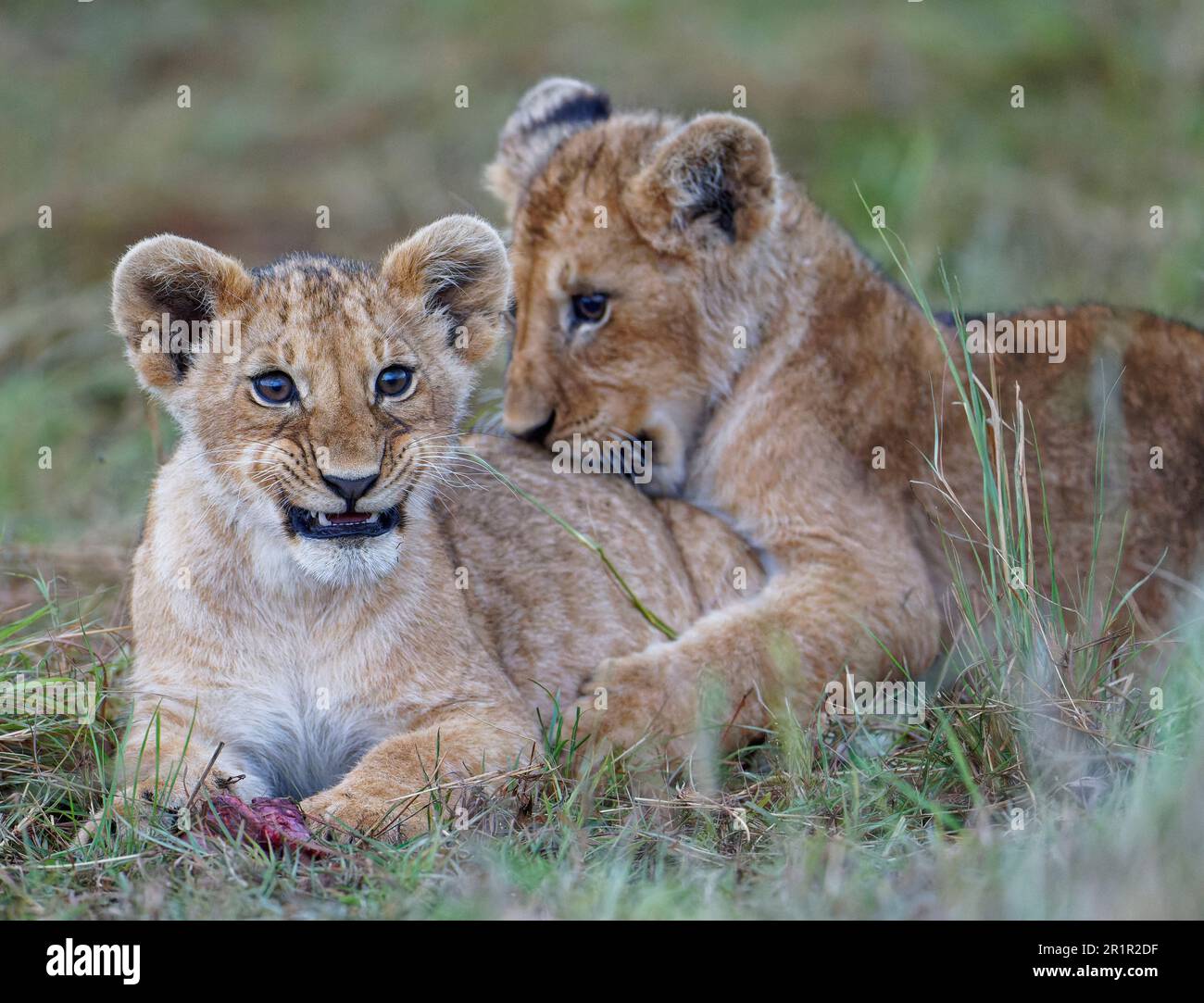 Lion cubs maasai mara hi-res stock photography and images - Alamy