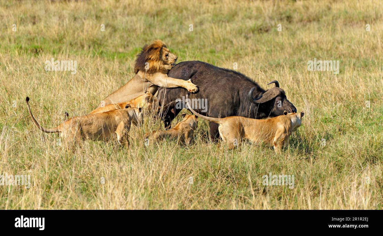 Pride of lions (Panthera leo) chasing a buffalo, Maasai Mara Game Reserve, Kenya, Africa Stock Photo