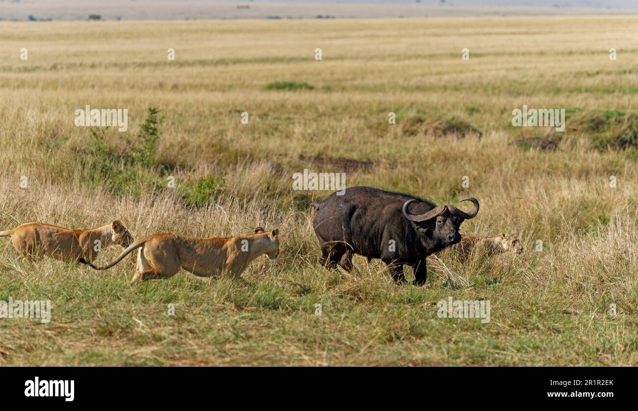 Lions (Panthera leo) chasing a Cape buffalo, Maasai Mara Game Reserve, Kenya, Africa. Stock Photo