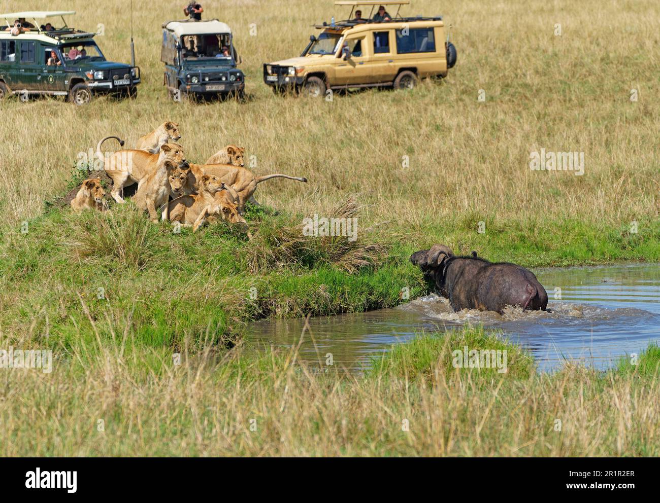 Lion pride (Panthera leo) besieging an old Cape buffalo, Maasai Mara Game Reserve, Kenya, Africa. Stock Photo