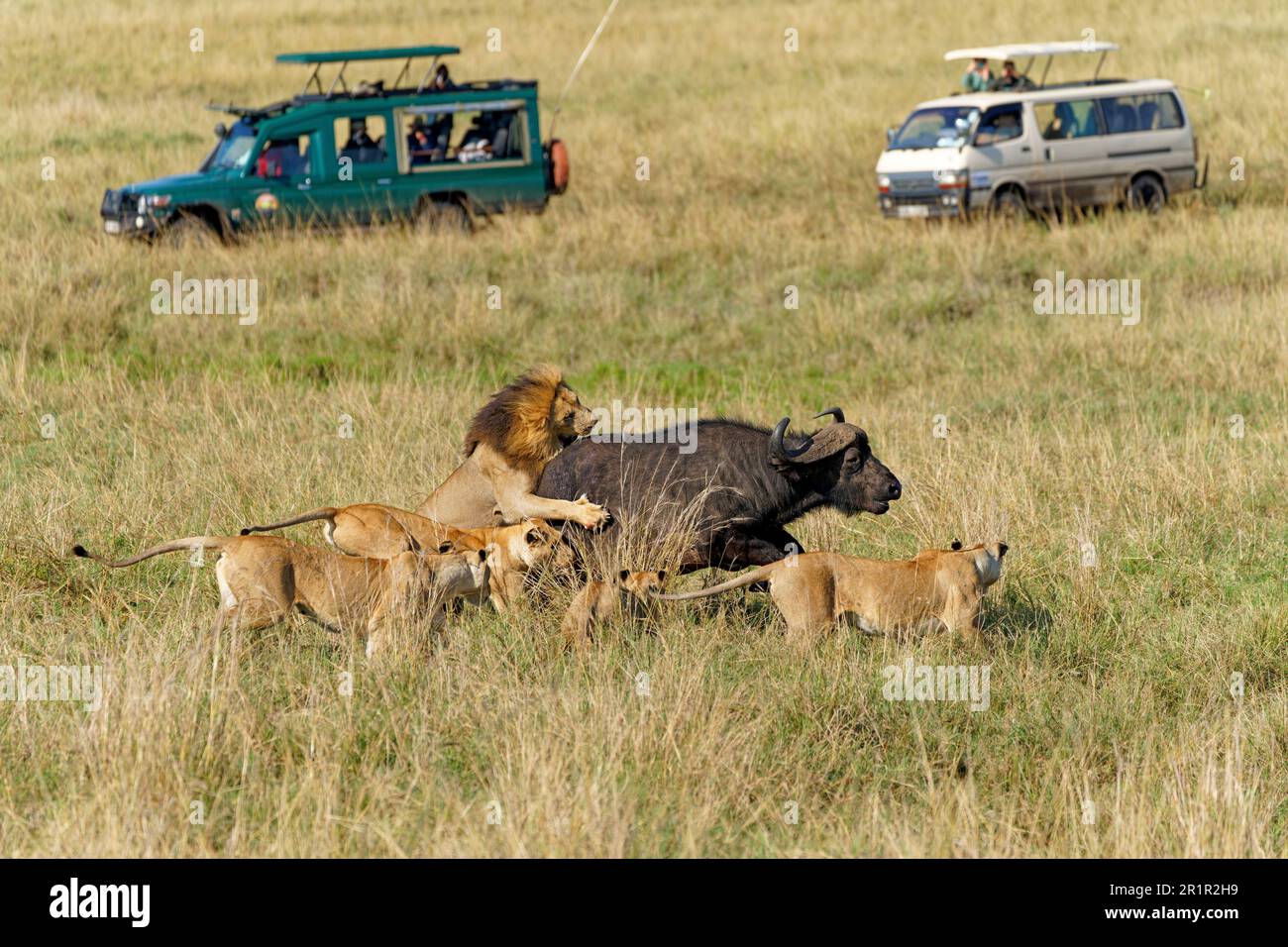 Pride of lions (Panthera leo) chasing a buffalo, Maasai Mara Game Reserve, Kenya, Africa. Stock Photo