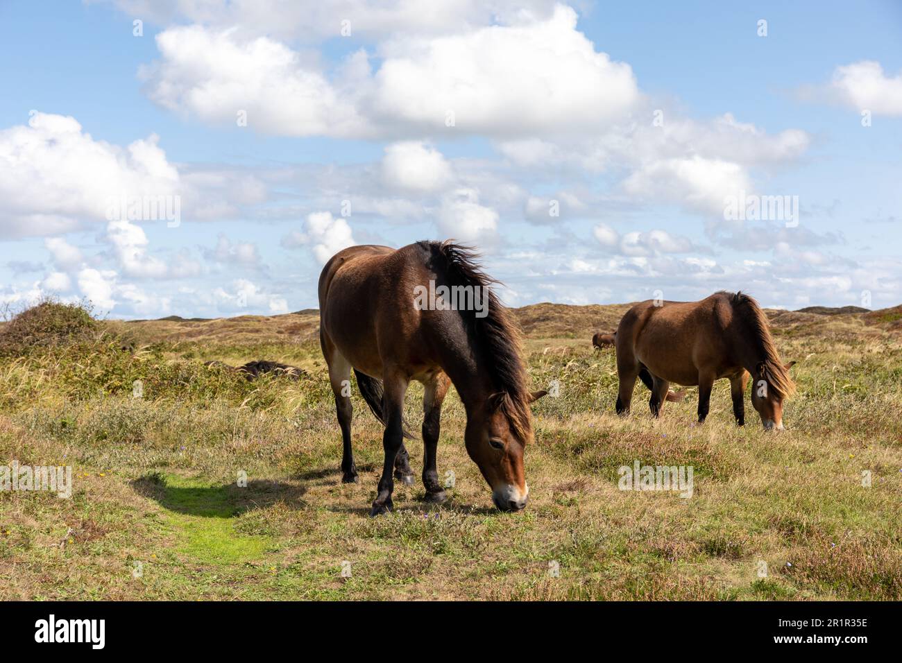 The two beautiful horses standing in a lush green field grazing ...