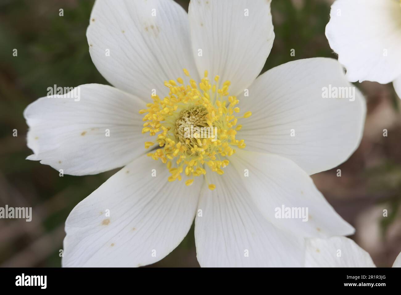 Schierke, Germany. 15th May, 2023. The Brocken anemone blooms in the ...