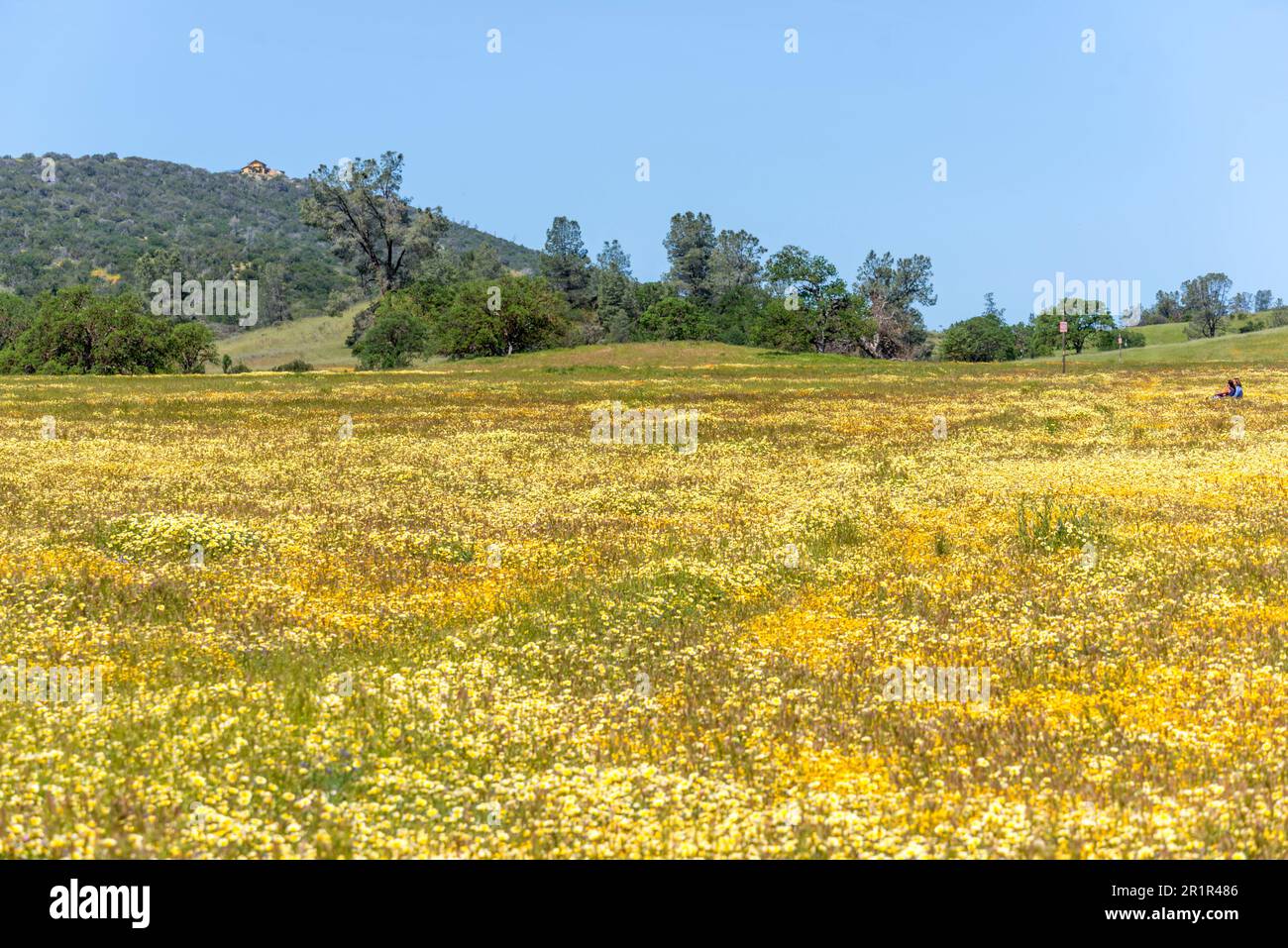 Wildflower bloom along Shell Creek Road in Santa Margarita, California