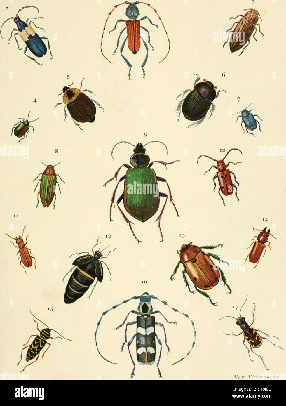 Us Insect