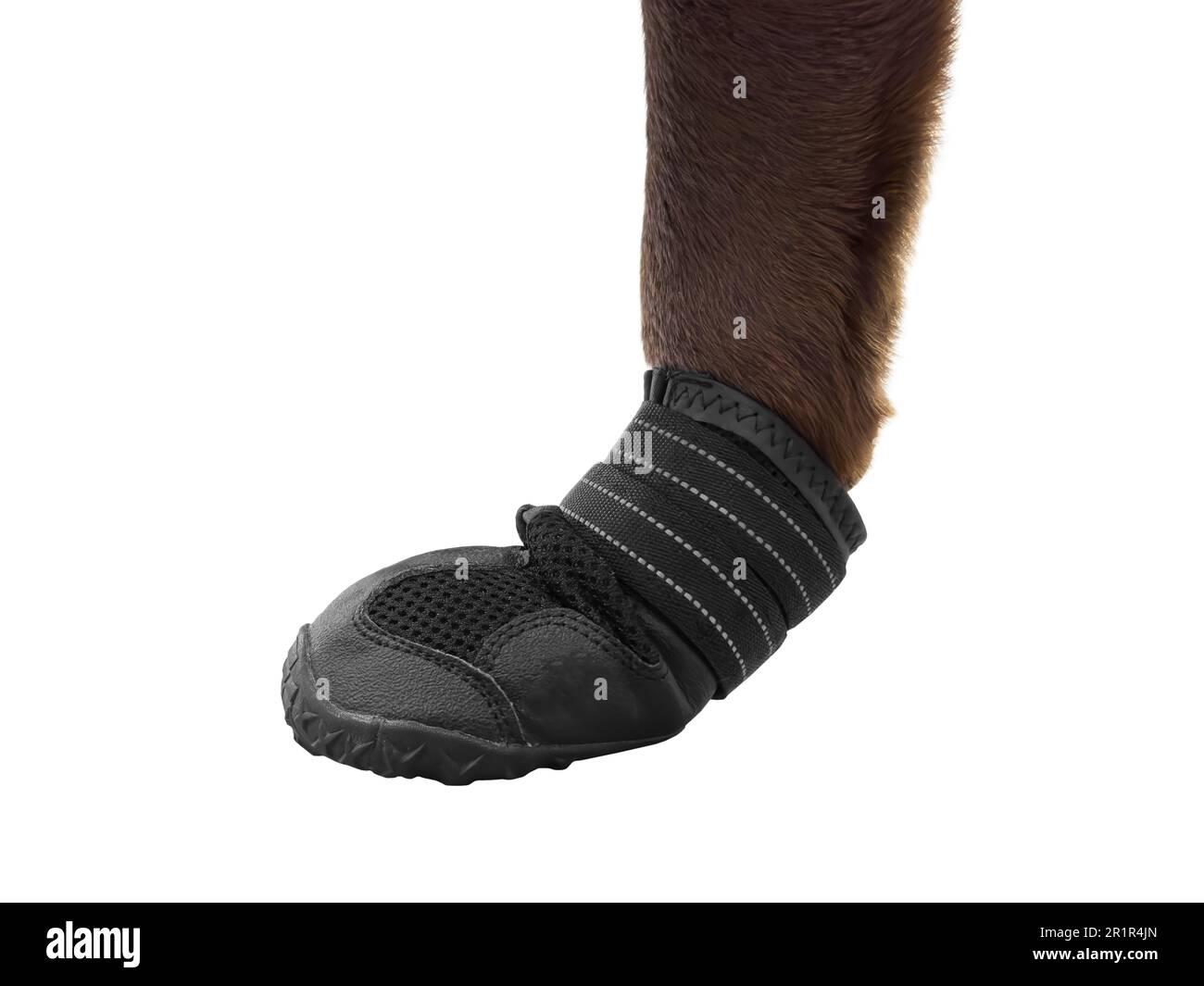 Dog in booties on isolated on white background. Dog paw protection. Protecting the dog's paw in