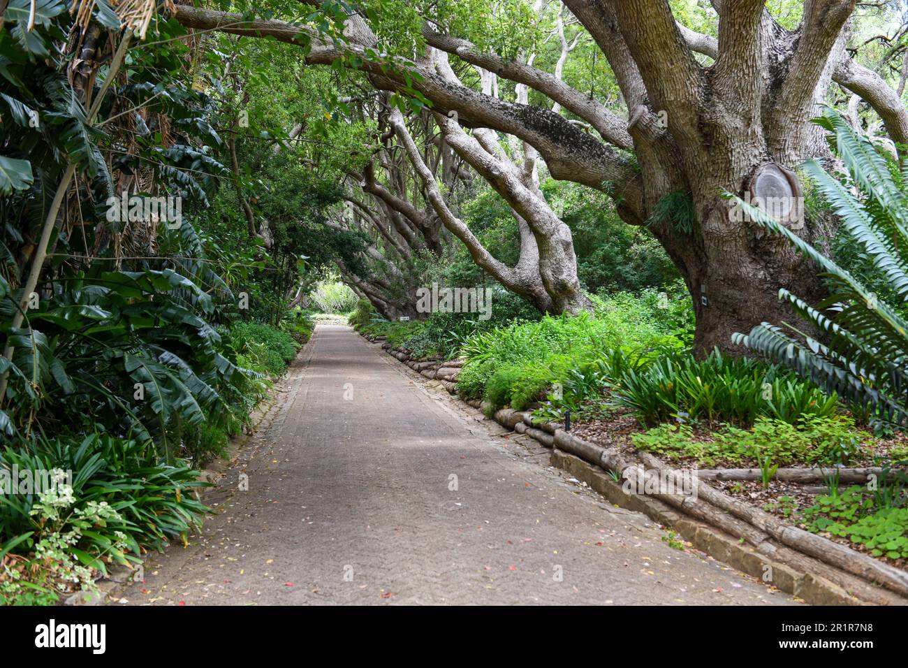 View of the Kirstenbosch botanical garden at Cape Town on South Africa Stock Photo