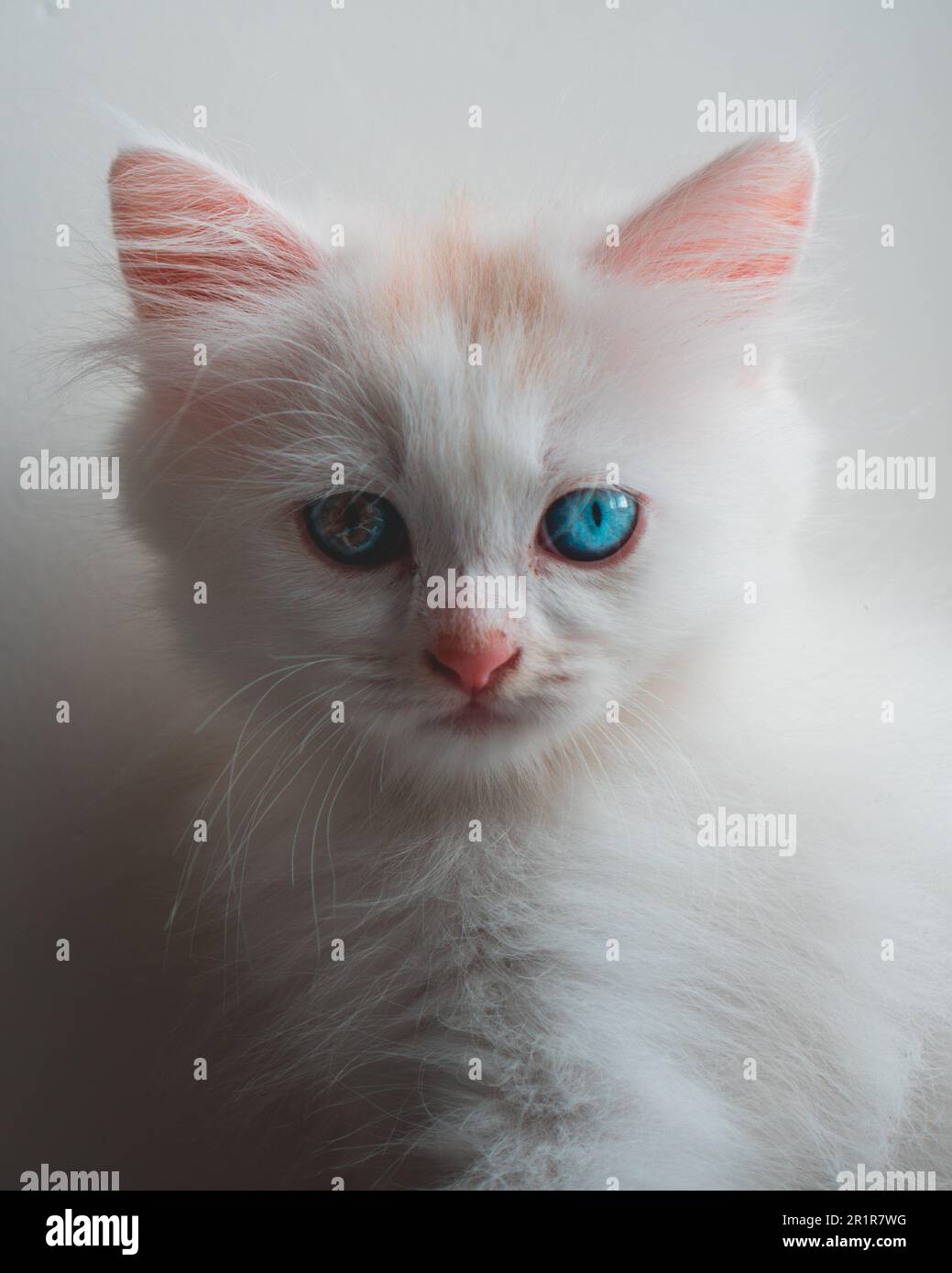 A portrait of an adorable Persian white kitten with bright blue eyes