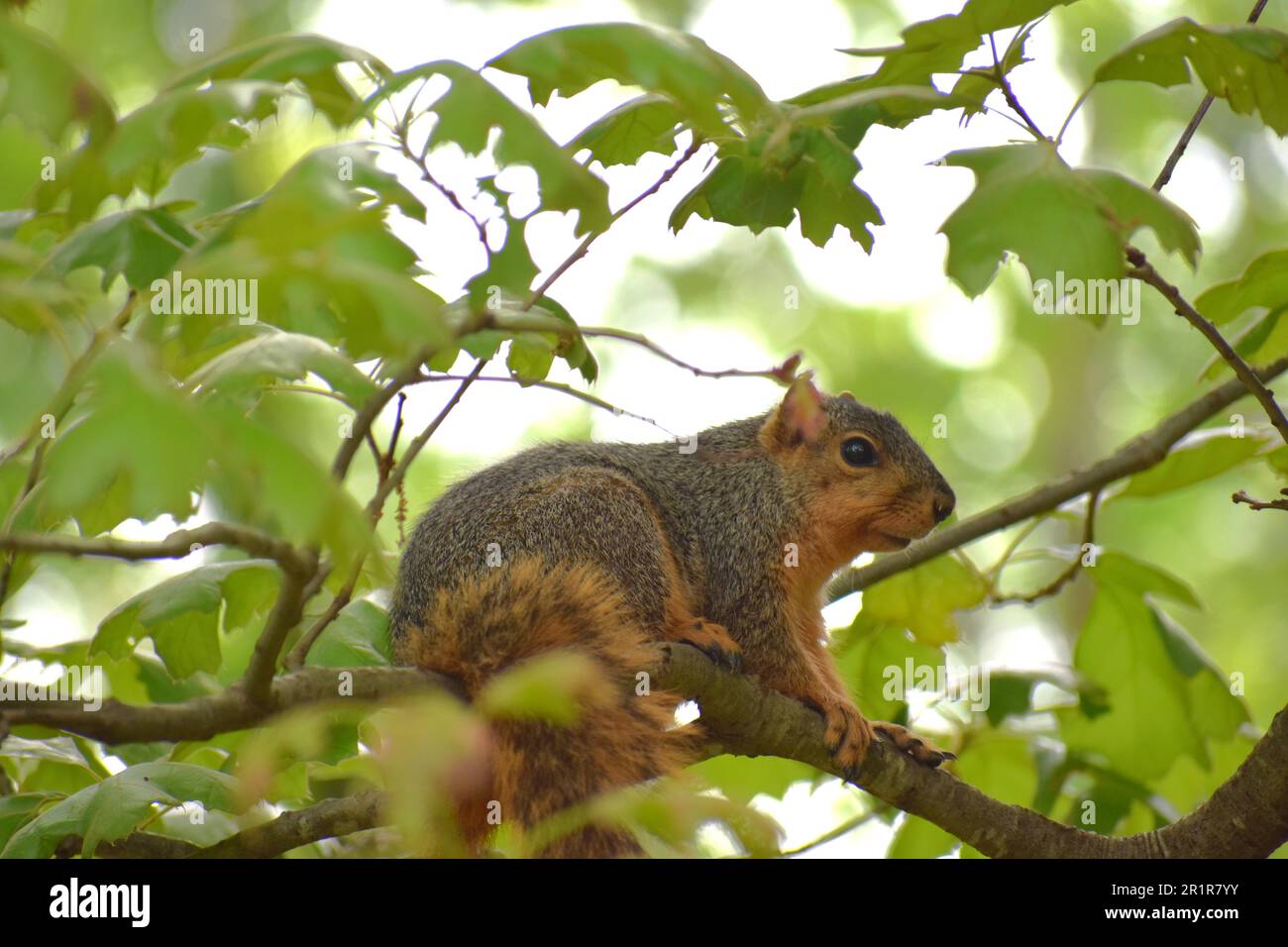 A Red (or Eastern) Fox Squirrel, sciurus niger, sits on a branch of an oak tree and cautiously watches the photographer. Stock Photo