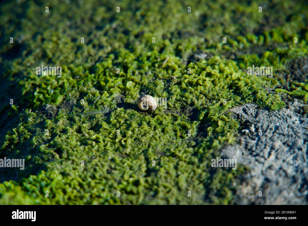 Snail Shell Rock A closeup of a snail shell on a mossy rock Stock Photo - Alamy
