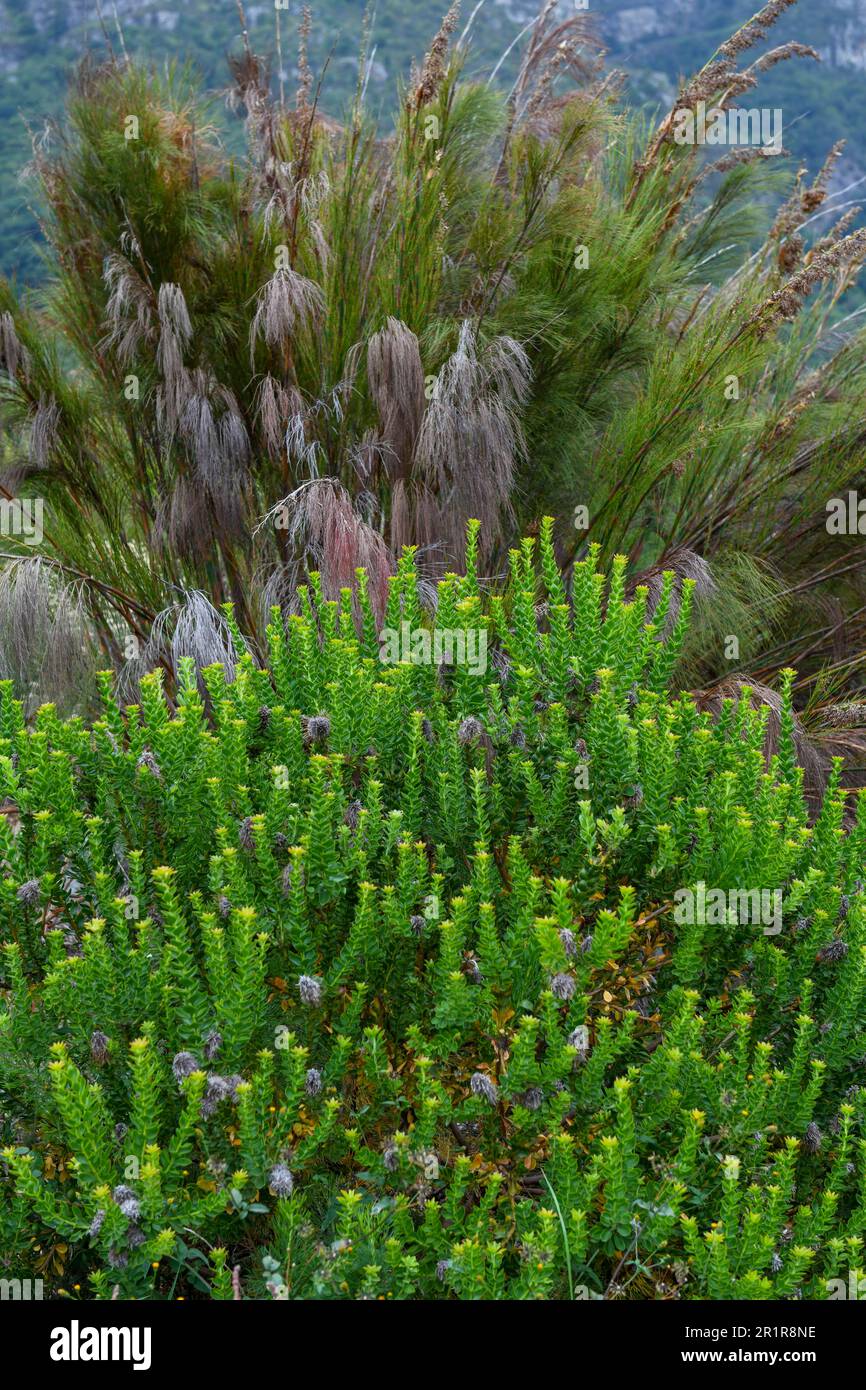 Plants of the Kirstenbosch botanical garden at Cape Town on South Africa Stock Photo