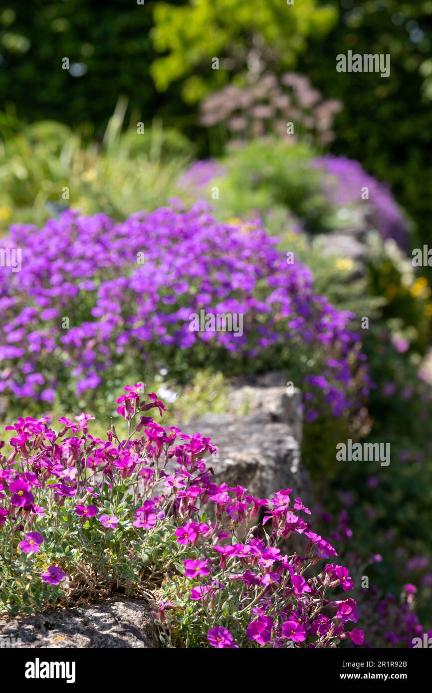 Colourful purple and pink flowered aubretia trailing plants growing on a low rockery wall in Wisley, Surrey UK. Stock Photo