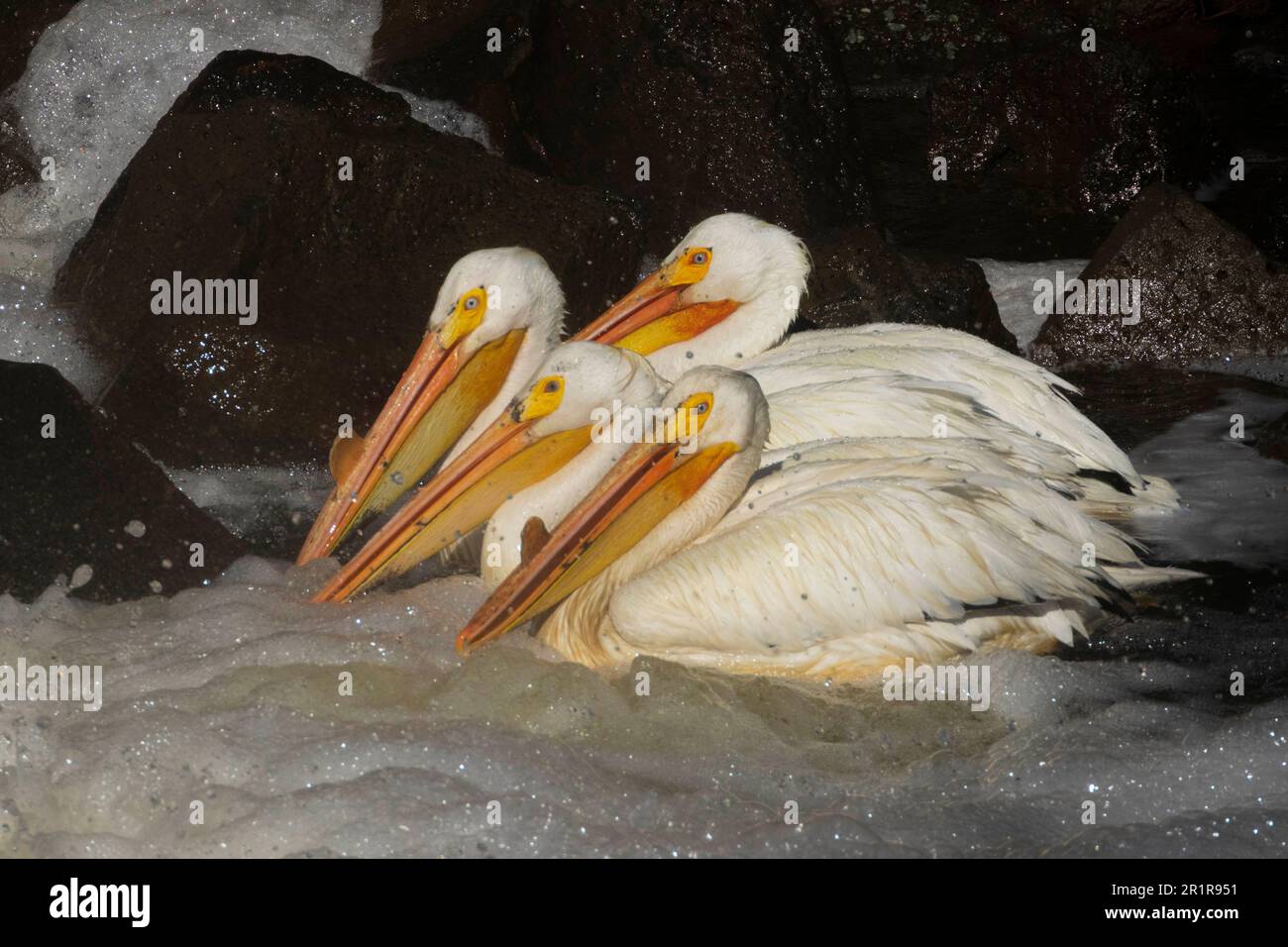White pelicans (Pelecanus erythrorhynchos) hunting for fish at the base of the Pine Creek weir near Eagle Lake in Lassen County California, USA. Stock Photo