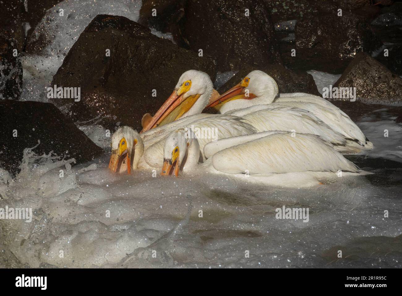 White pelicans (Pelecanus erythrorhynchos) hunting for fish at the base of the Pine Creek weir near Eagle Lake in Lassen County California, USA. Stock Photo