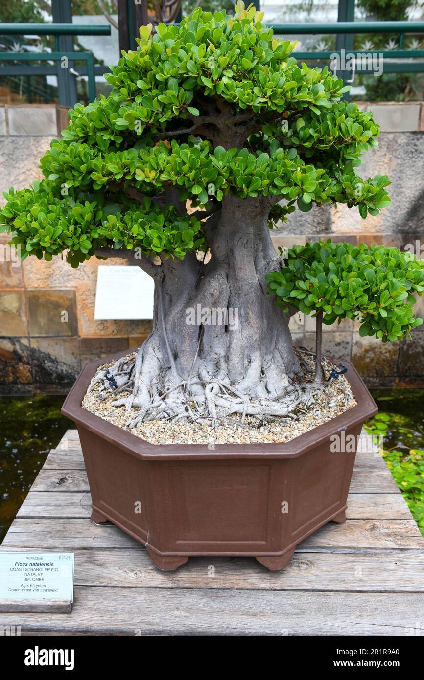 Bonsai of the Kirstenbosch botanical garden at Cape Town on South Africa Stock Photo