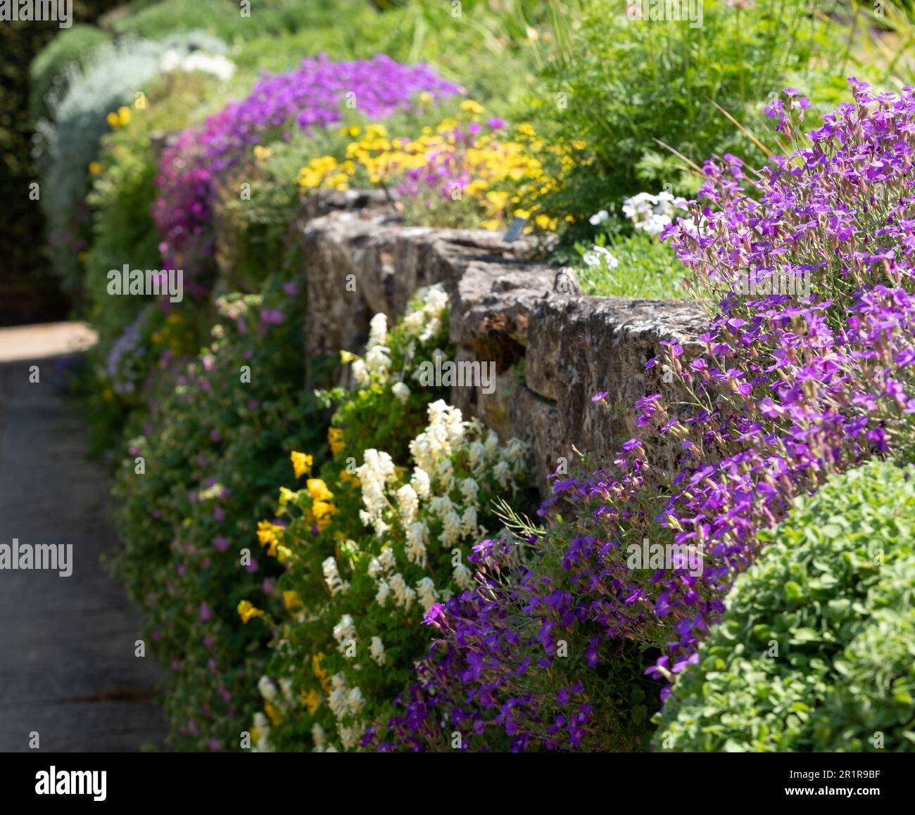 Colourful purple and pink flowered aubretia trailing plants growing on a low rockery wall in Wisley, Surrey UK. Stock Photo