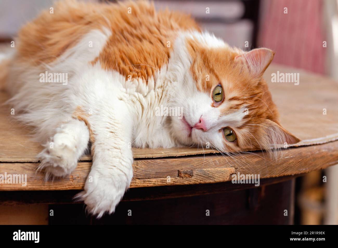 Beautiful red-haired white cat lies in relaxation on wooden board Stock Photo
