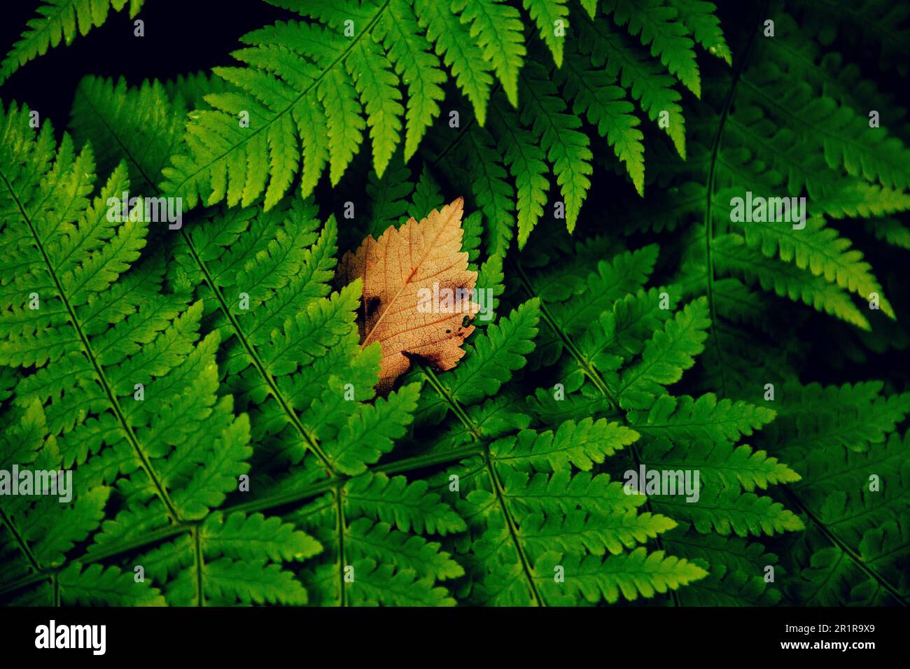 Nature background in Valsendero, Gran Canaria - Stock Image