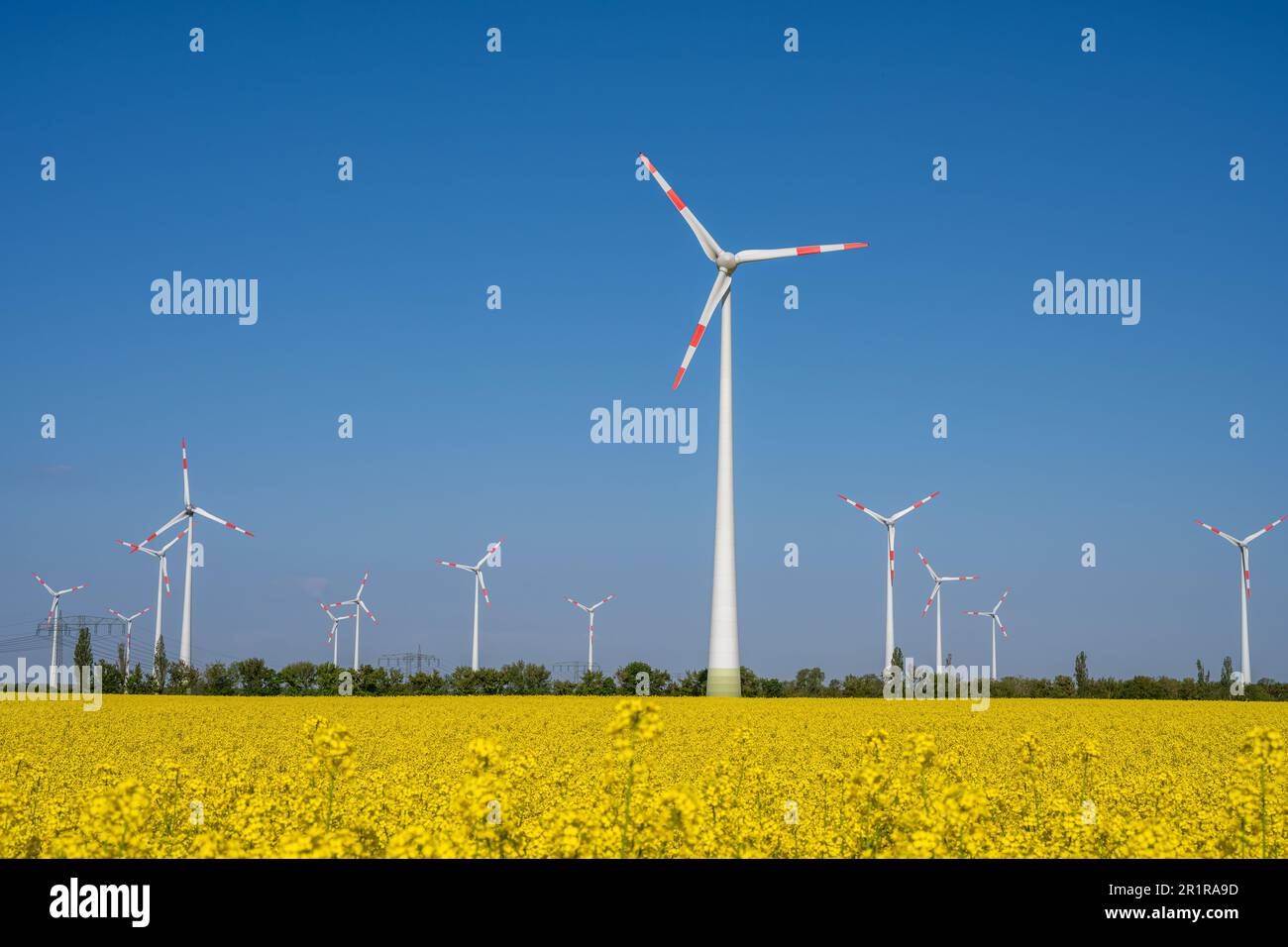 Wind turbines in a flowering canola field seen in Germany Stock Photo ...
