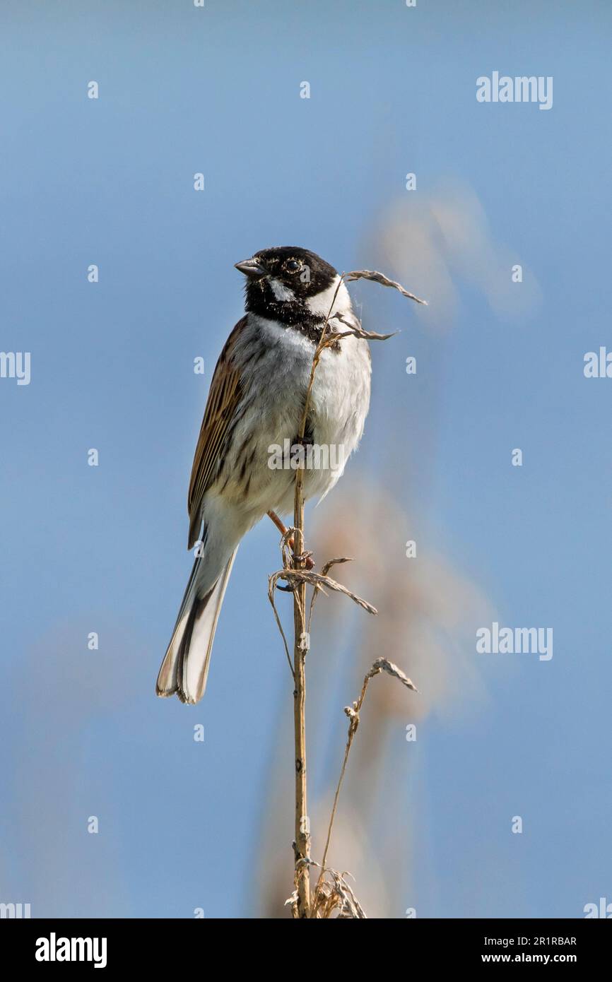 Common reed bunting (Emberiza schoeniclus) male perched in reedbed along lake during the breeding season in spring Stock Photo