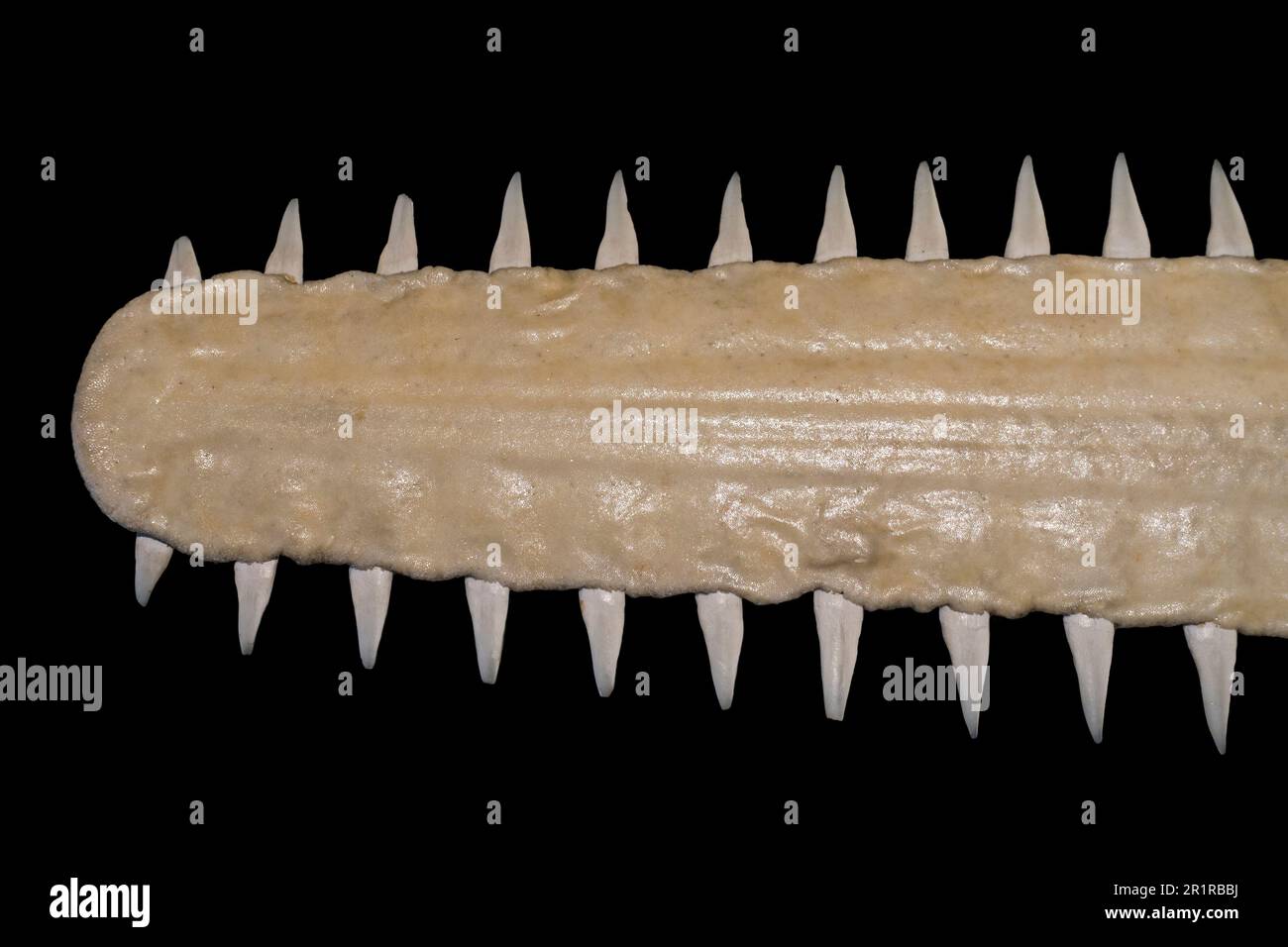 Sawfish / carpenter shark (Pristis species), close-up of long, narrow, flattened rostrum / nose extension, lined with sharp transverse teeth Stock Photo