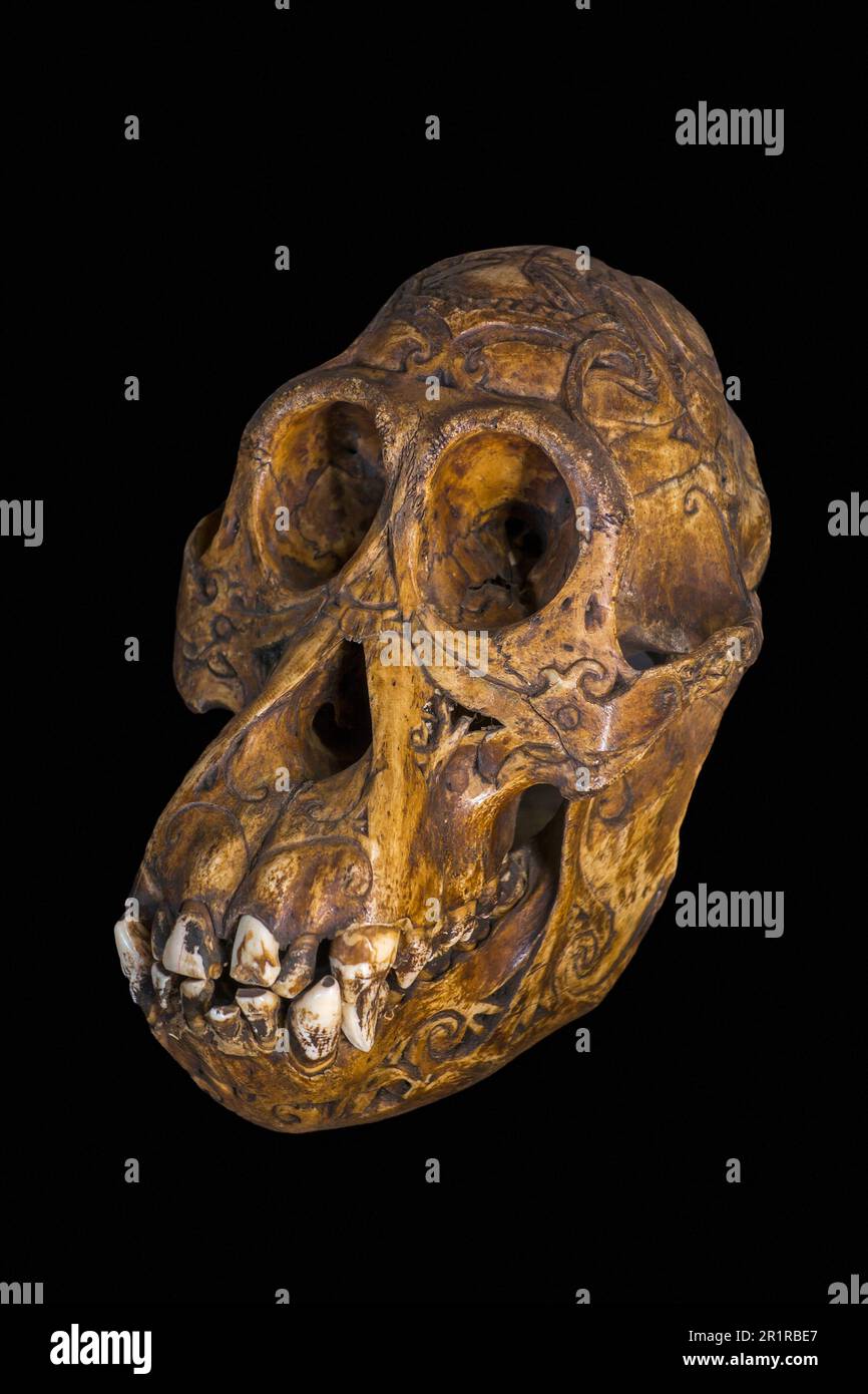 Old antique engraved adorned Bornean orangutan (Pongo pygmaeus) tribal trophy skull carved with incised designs, Dayak / Dajak art, native to Borneo Stock Photo
