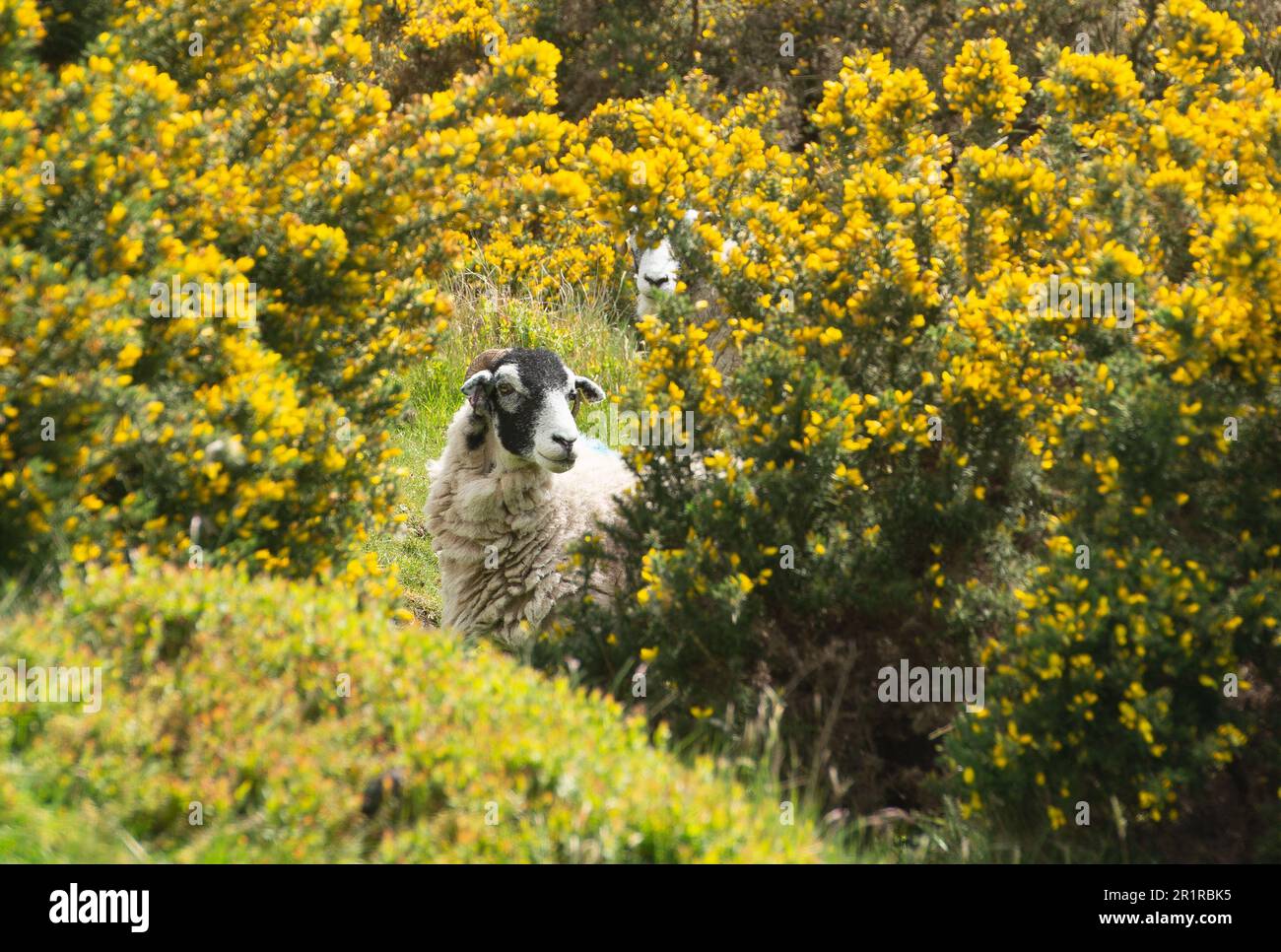 Lancaster, Lancashire, UK. 15th May, 2023. Swaledale ewes in gorse bushes on the fells near Lancaster, Lancashire, UK. It flowers between January and June but is at its peak between April and May. Credit: John Eveson/Alamy Live News Stock Photo
