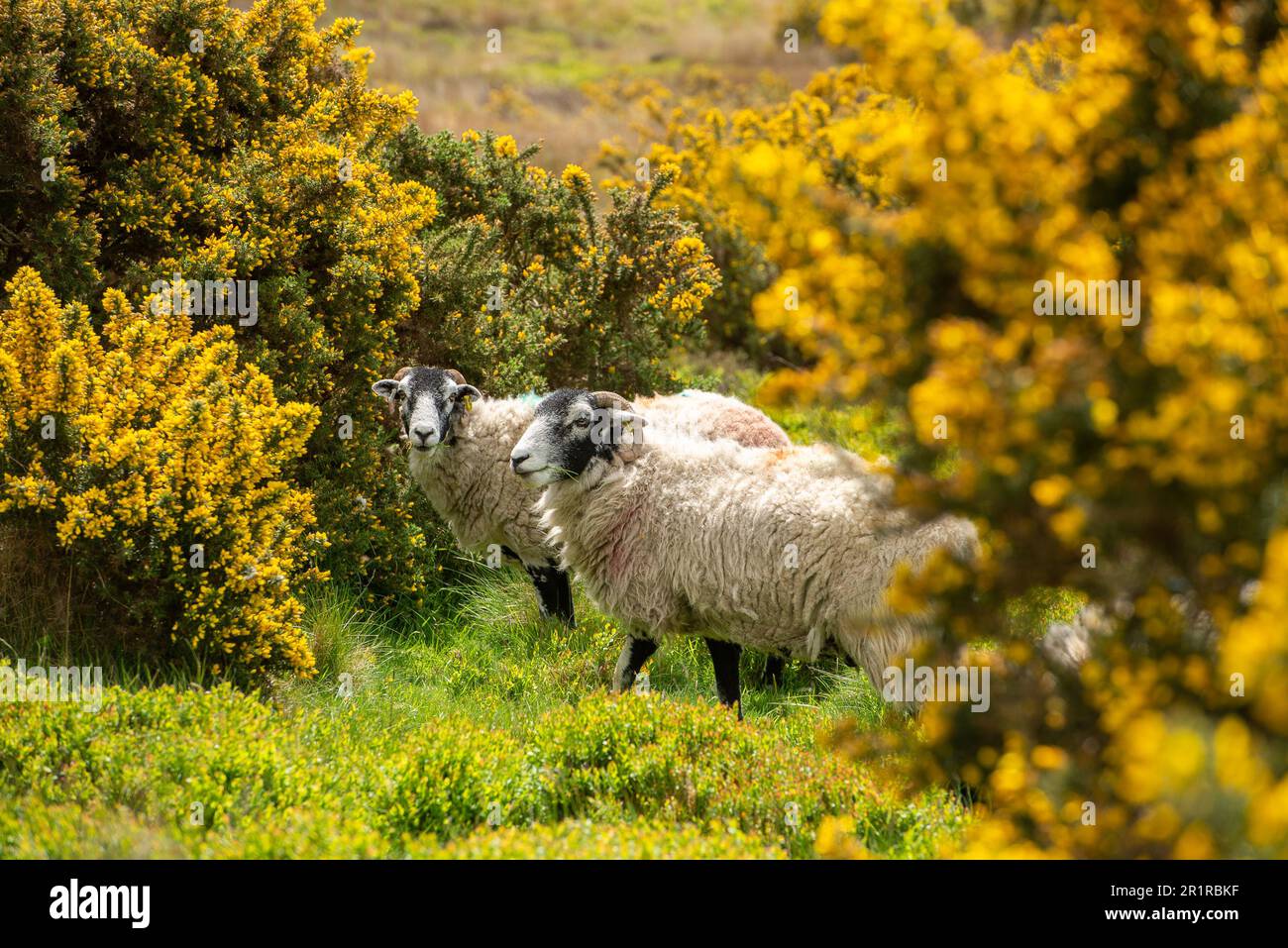 Lancaster, Lancashire, UK. 15th May, 2023. Swaledale ewes in gorse bushes on the fells near Lancaster, Lancashire, UK. It flowers between January and June but is at its peak between April and May. Credit: John Eveson/Alamy Live News Stock Photo