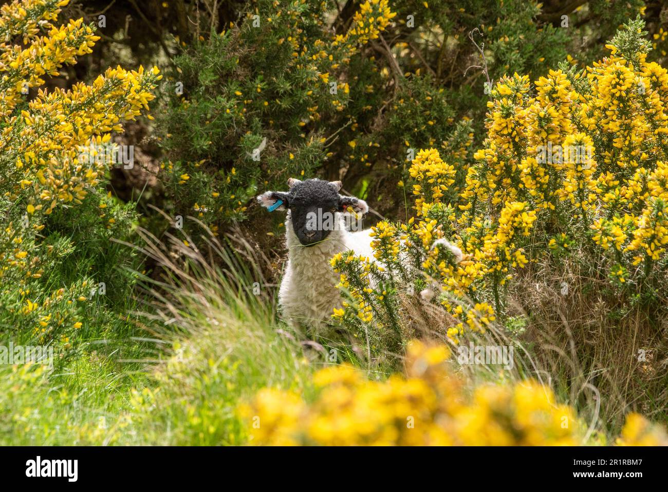 Lancaster, Lancashire, UK. 15th May, 2023. A Swaledale lamb in gorse bushes on the fells near Lancaster, Lancashire, UK. It flowers between January and June but is at its peak between April and May. Credit: John Eveson/Alamy Live News Stock Photo