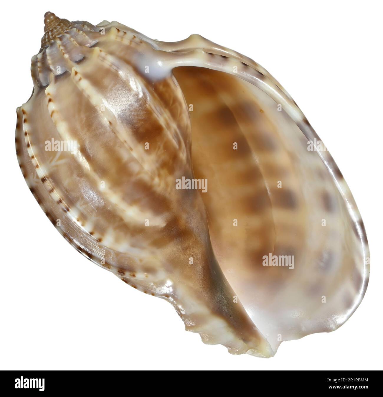 Ventral Harp shell (Harpa cabriti / Harpa ventricosa) c7cm long Stock