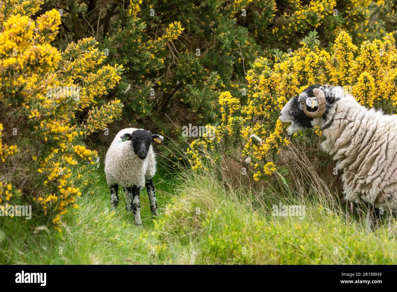 Lancaster, Lancashire, UK. 15th May, 2023. A Swaledale ewe and lamb in gorse bushes on the fells near Lancaster, Lancashire, UK. It flowers between January and June but is at its peak between April and May. Credit: John Eveson/Alamy Live News Stock Photo