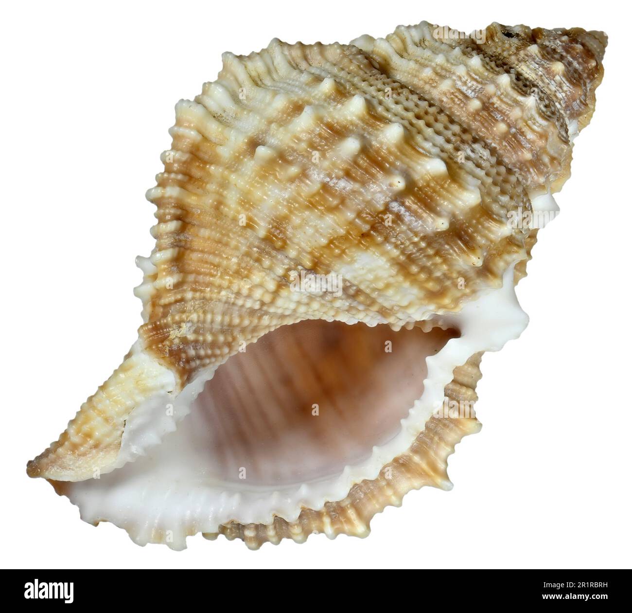 Common Frog shell (Bufonaria rana) c5.5cm. Region IndoPacific / Japan