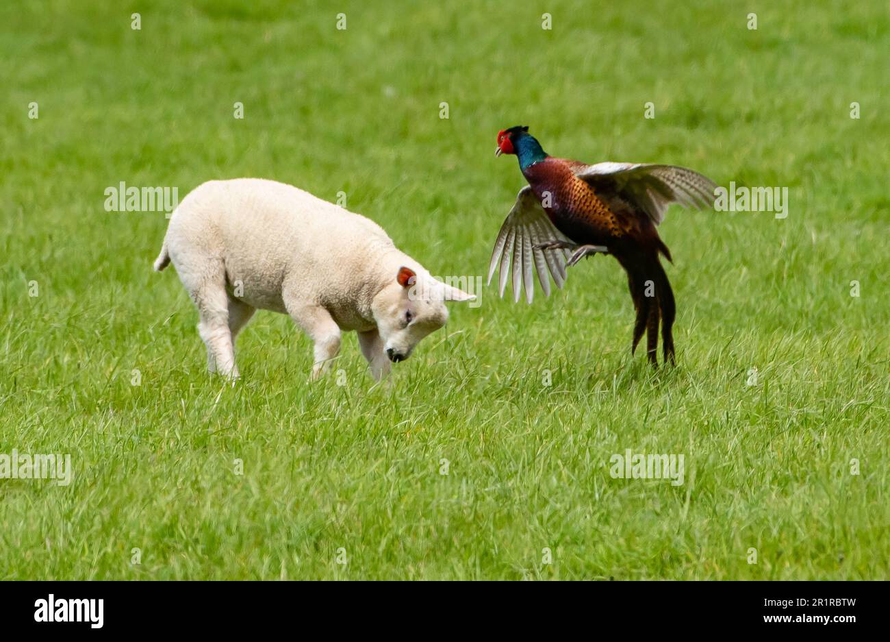 Lancaster, Lancashire, UK. 15th May, 2023. A lamb and pheasant square up to each other and have pretend fight, near Lancaster, Lancashire, UK. A bit of a flurry and the pheasant backed down but the lamb was keen to play on. Credit: John Eveson/Alamy Live News Stock Photo