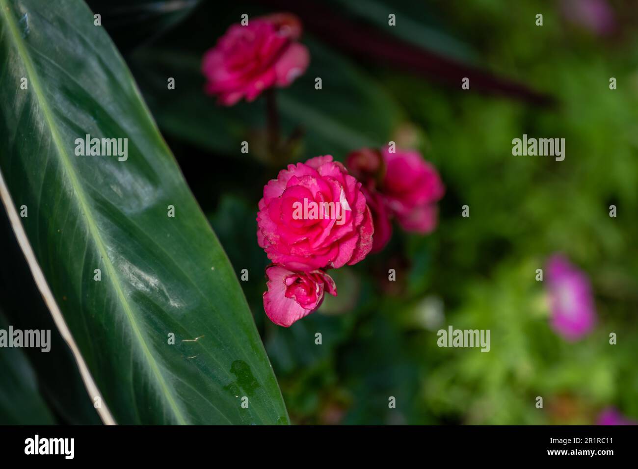 A close-up of pink roses growing in a green garden Stock Photo - Alamy