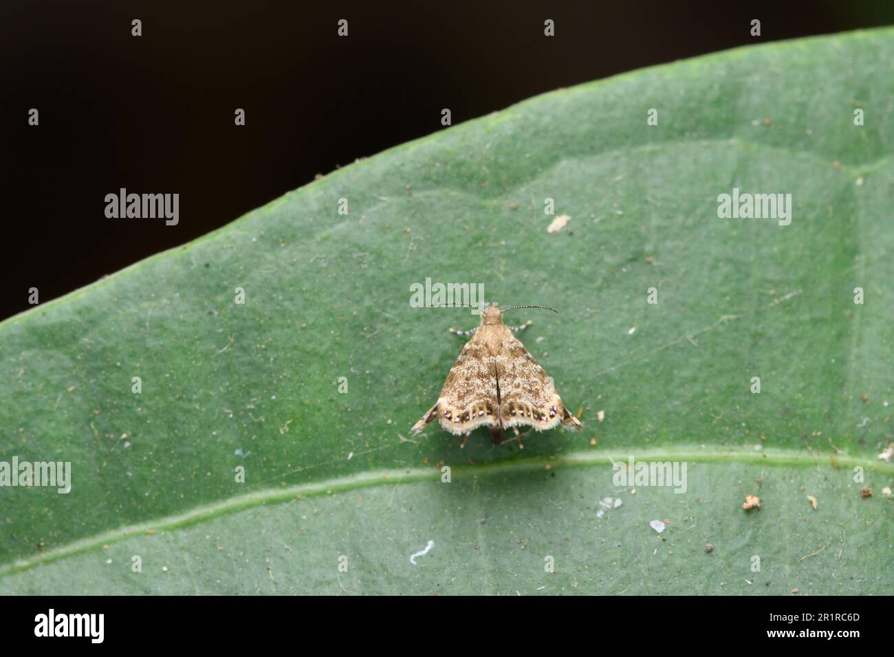 Dorsal shot of Apple leaf skeletonizer moth on a green leaf. Stock Photo