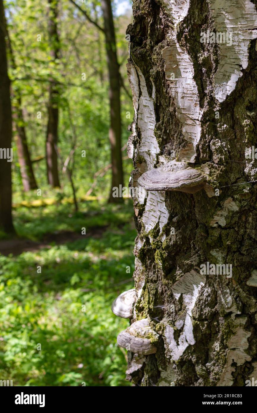 Fungal Conks on a tree trunk Stock Photo