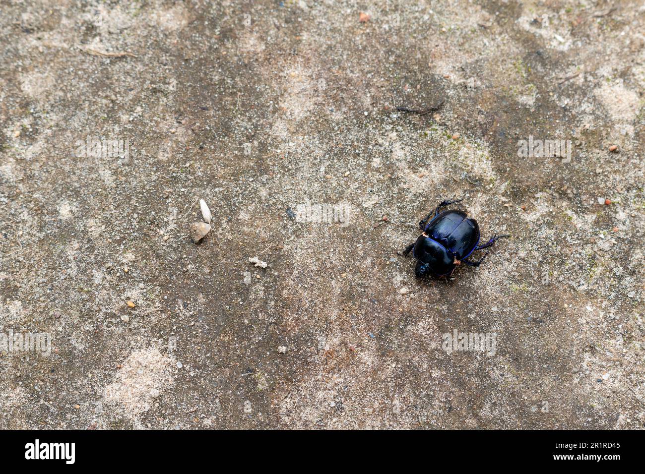Dung beetle, Geotrupes stercorarius Stock Photo