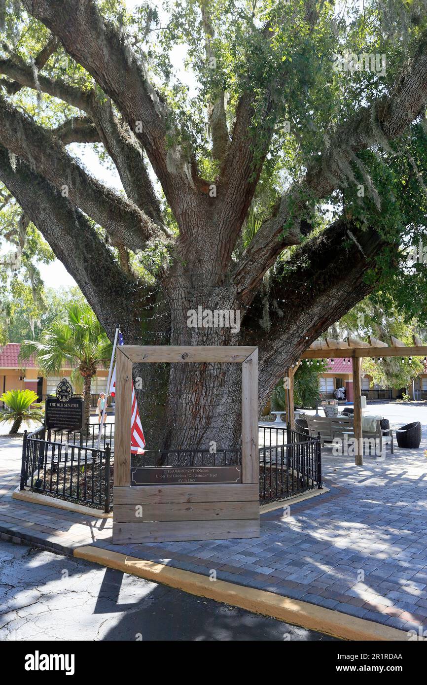 the old senator live oak tree, st. augustine, florida, usa Stock Photo