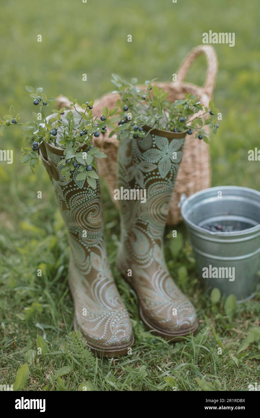 Close-up of wild blueberry branches in a pair of wellies next to a  basket and bucket of wild blueberries on the grass, Belarus Stock Photo