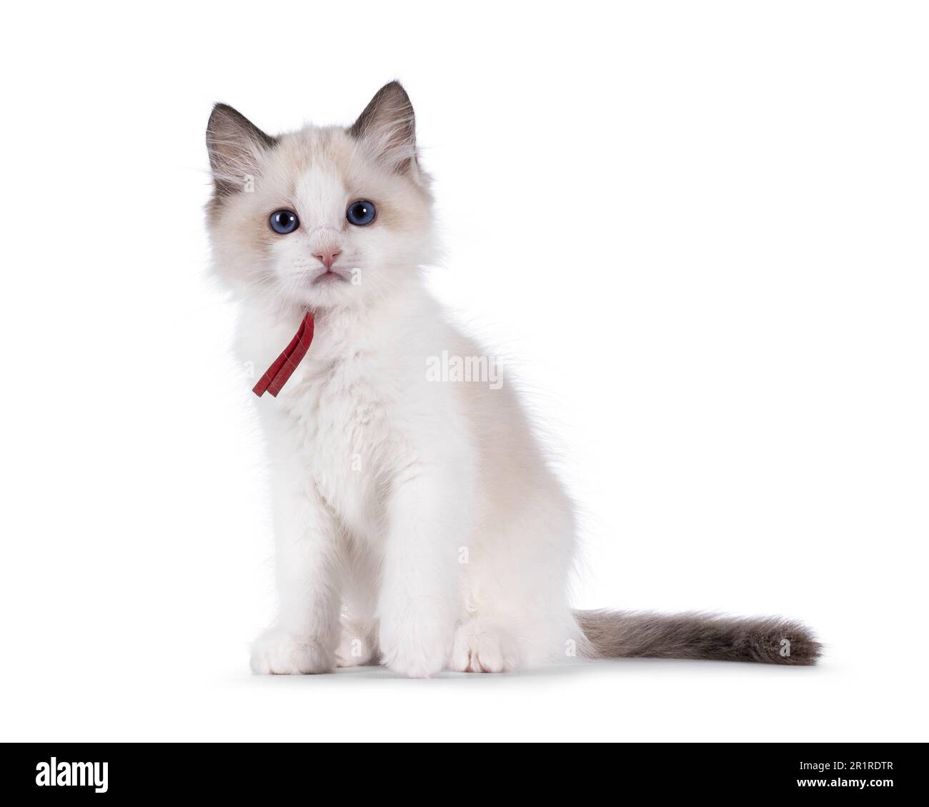 Cute bicolor Ragdoll cat kitten, sitting up facing front. Looking towards camera with blue eyes. Isolated on a white background. Stock Photo