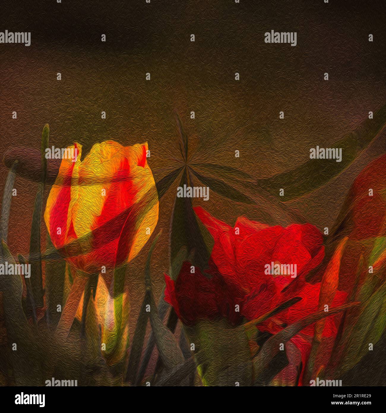 DIGITAL PAINTING : TWO COLORED TULIP Stock Photo