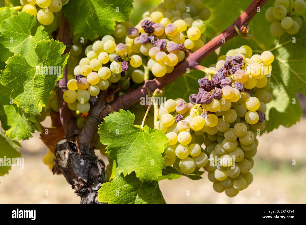 Typical grapes with botrytis cinerea for sweet wines, Sauternes, Bordeaux, Aquitaine, France